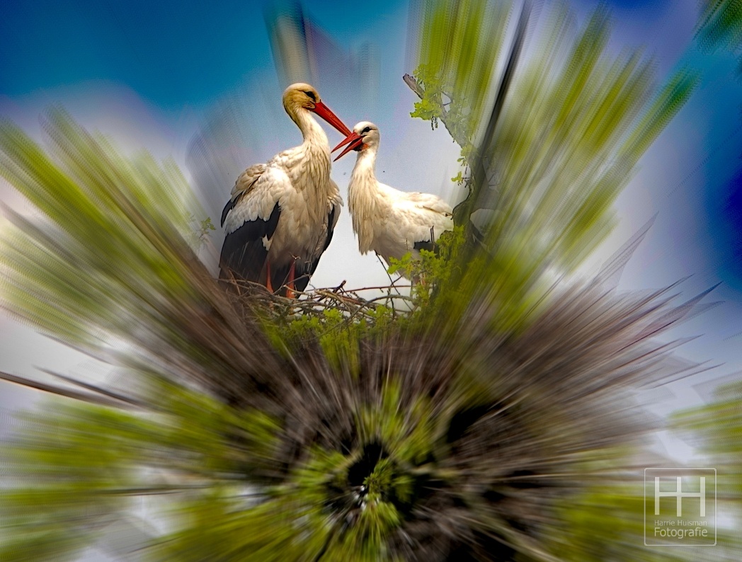 Ooievaars aan de Wildbaan 2 04