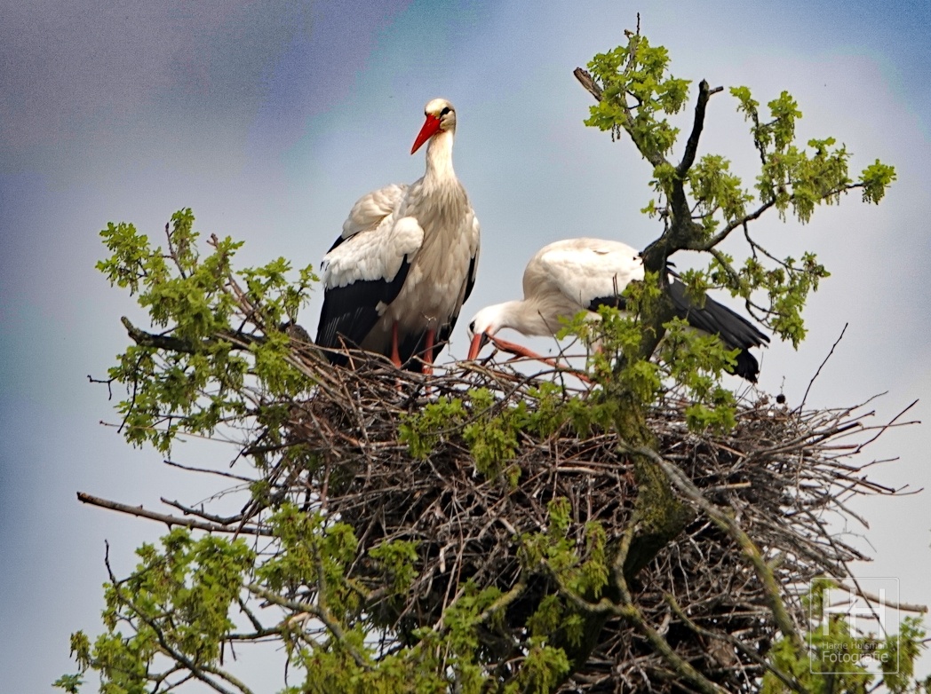 Ooievaars aan de Wildbaan 2 01