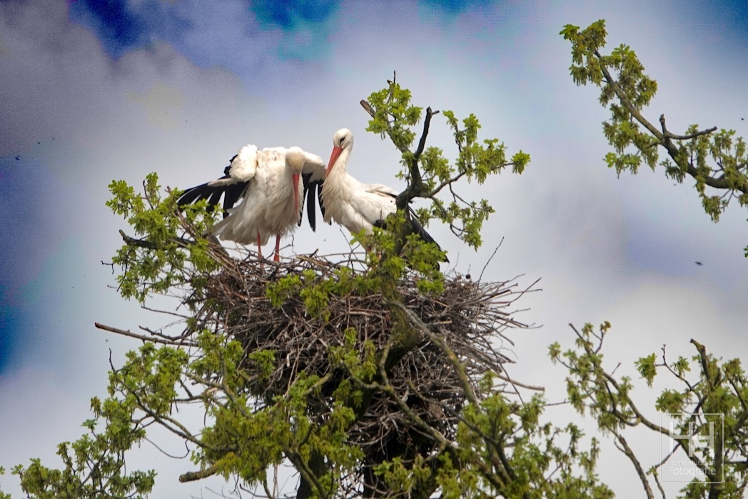 Ooievaars aan de Wildbaan 2 02