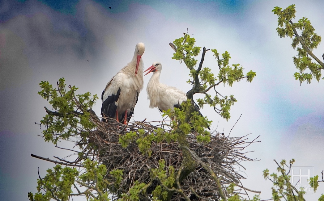 Ooievaars aan de Wildbaan 2 03