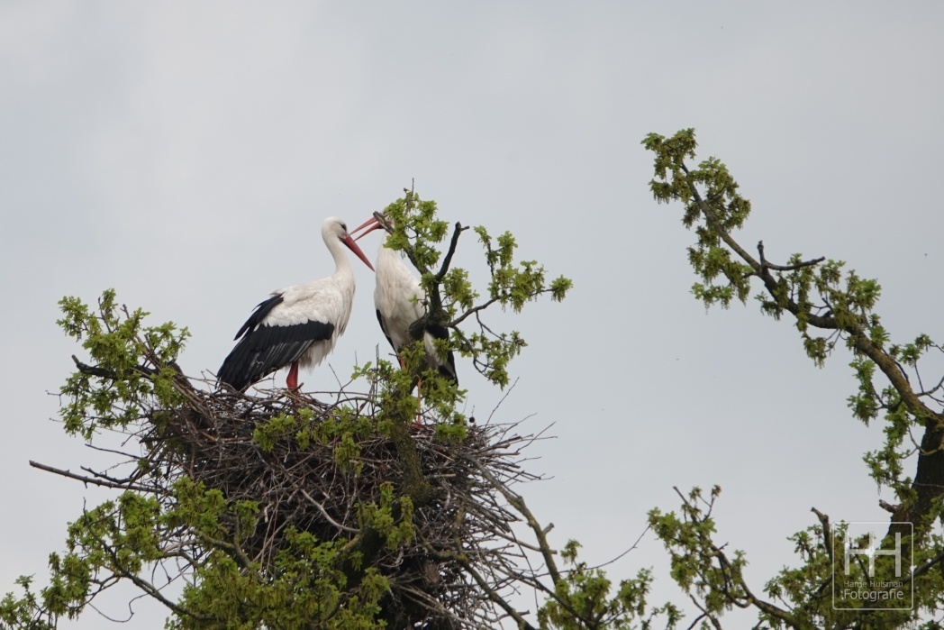 Ooievaars aan de Wildbaan 2 05