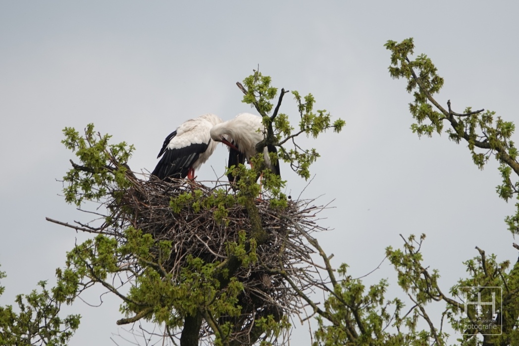 Ooievaars aan de Wildbaan 2 06