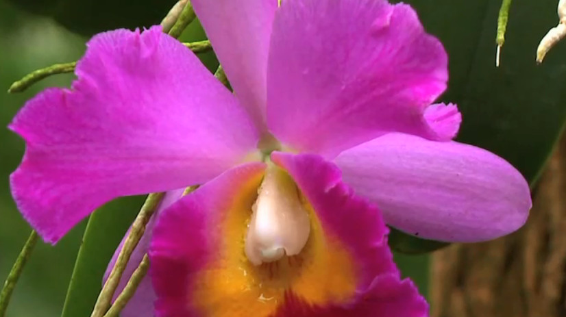 Orchideeënhoeve 4