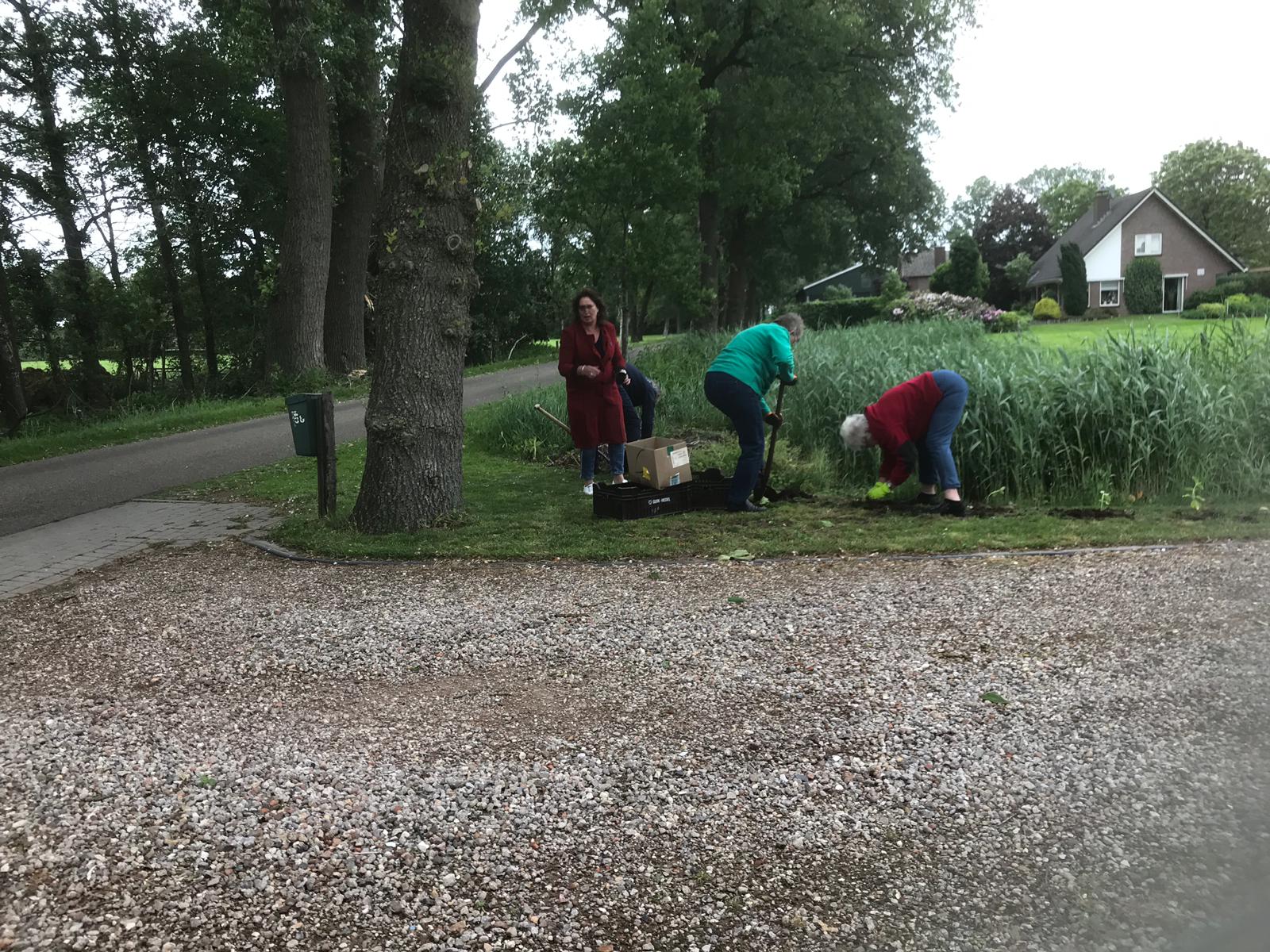 Zonebloemplanten aan de Linerteseweg 5