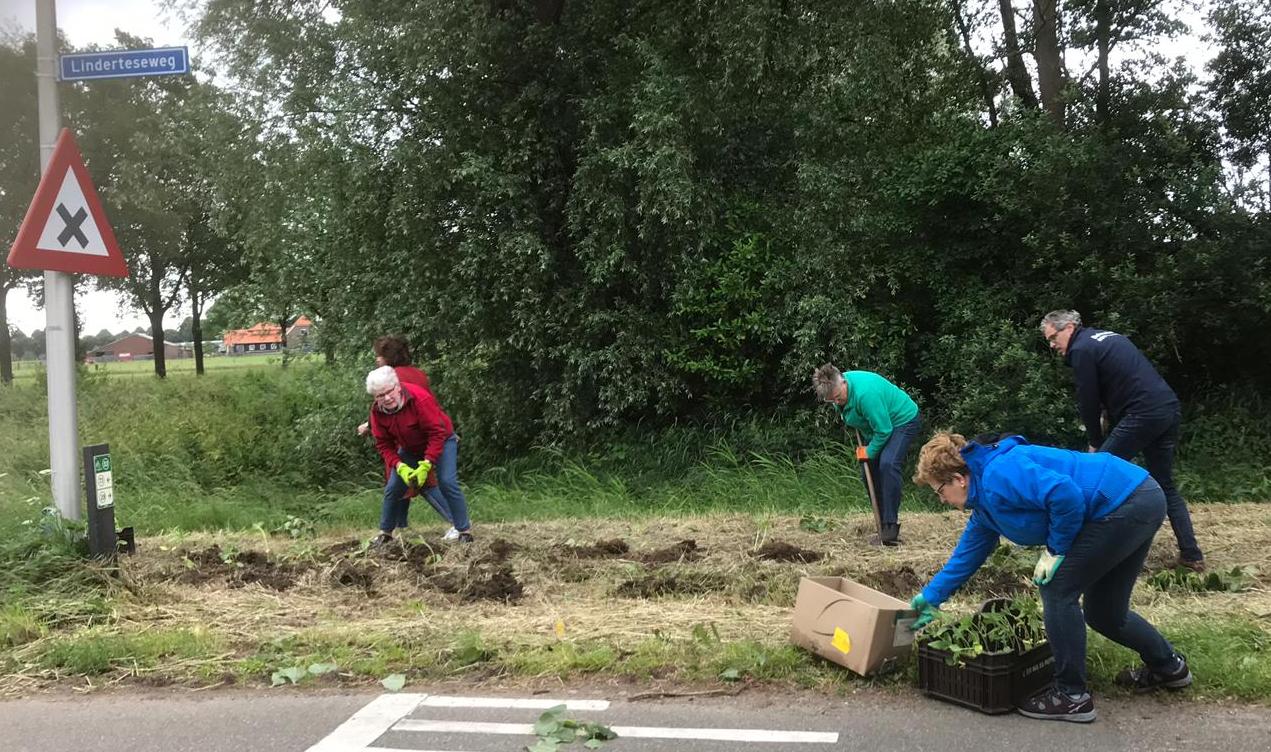 Zonnebloemplanten aan de Linerteseweg 3