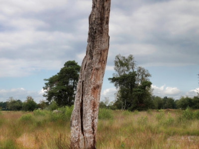 Boetelerveld anno 18.08.2022 12