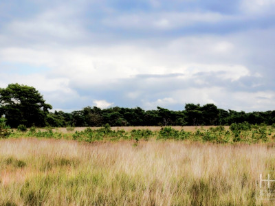 Boetelerveld anno 18.08.2022 18