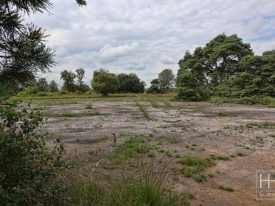 Boetelerveld anno 18.08.2022 19