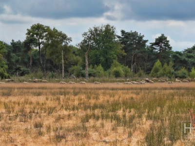 Boetelerveld anno 18.08.2022