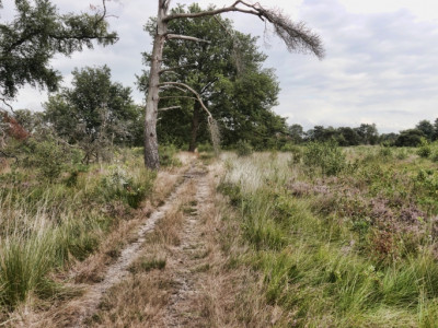 Boetelerveld anno 18.08.2022 26