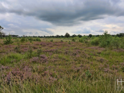 Boetelerveld anno 18.08.2022 5