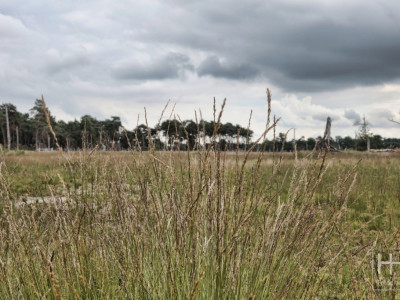 Boetelerveld anno 18.08.2022