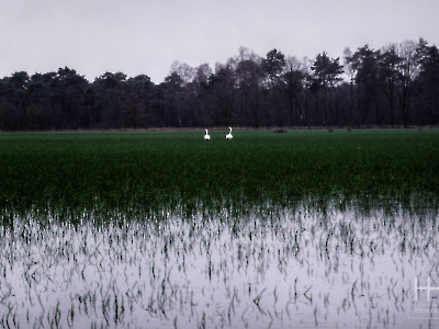 Mariënheem onder water