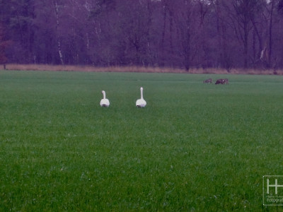 Mariënheem onder water