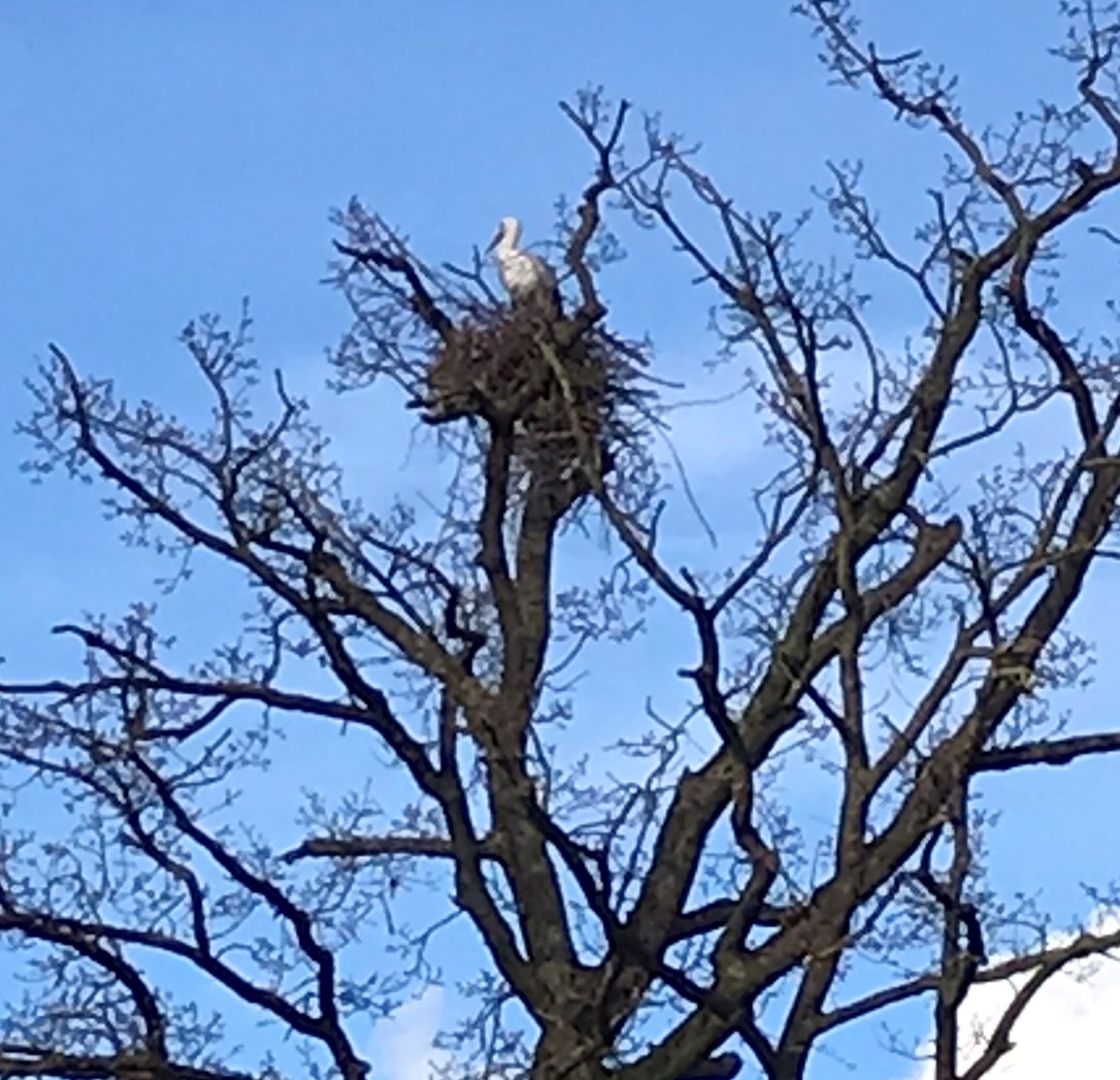 Ooievaarsnest aan de Wildbaan 1