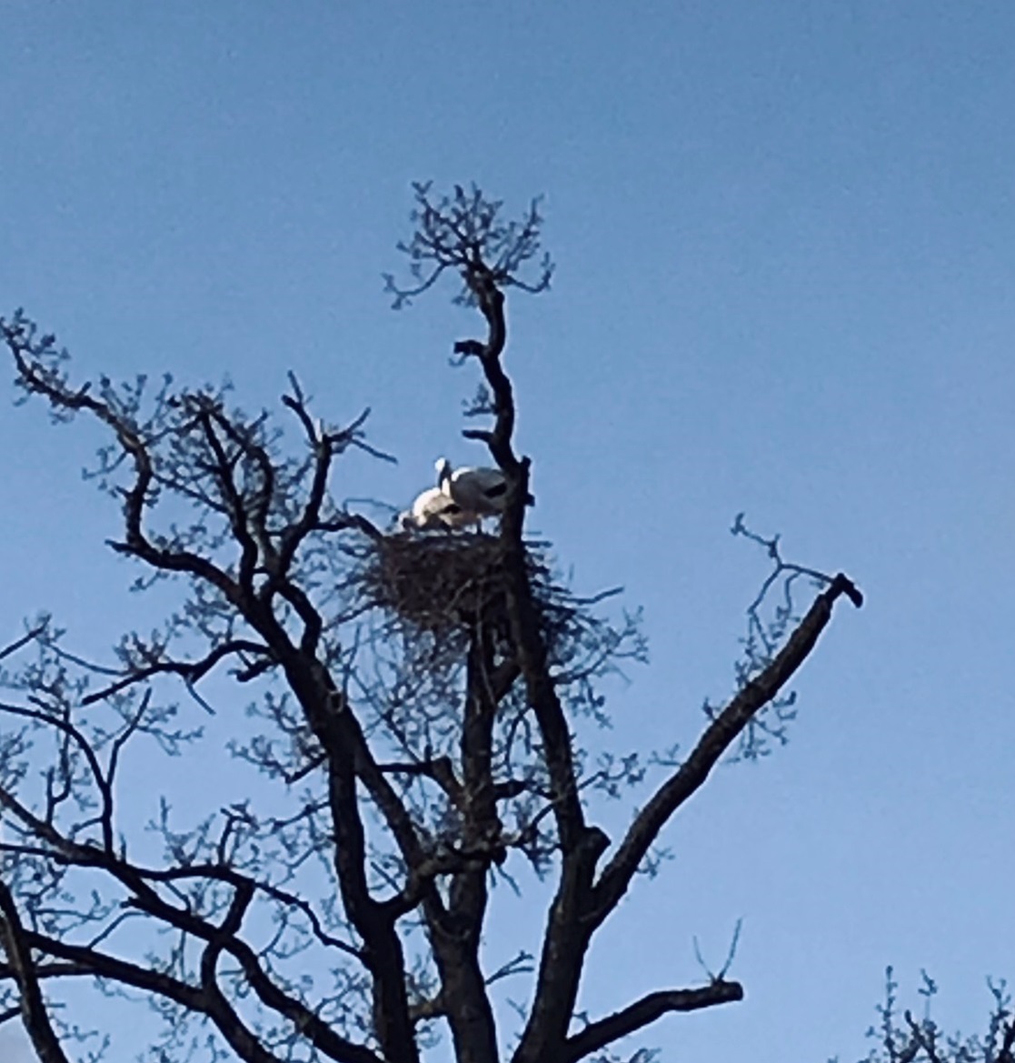 Ooievaarsnest aan de Wildbaan 2