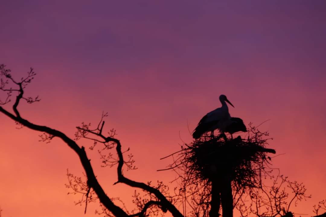 ooievaars in de avondzon